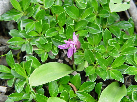 Image of Galearis spathulata (Lindl.) P. F. Hunt