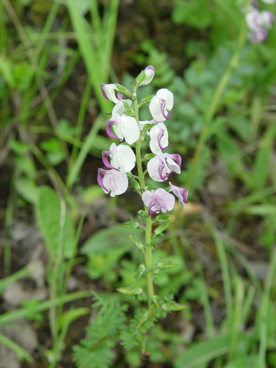 Image of Pedicularis oxycarpa Franch. ex Maxim.