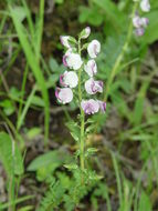 Image of Pedicularis oxycarpa Franch. ex Maxim.