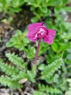 Image of Pedicularis siphonantha var. delavayi (Franch. ex Maxim.) Tsoong