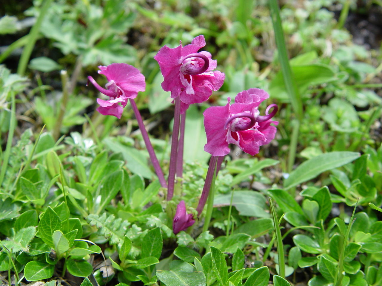 Image of Pedicularis siphonantha var. delavayi (Franch. ex Maxim.) Tsoong