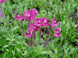 Image of Pedicularis siphonantha var. delavayi (Franch. ex Maxim.) Tsoong