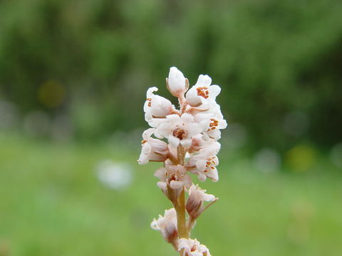 Image of Aletris pauciflora var. khasiana (Hook. fil.) F. T. Wang & Tang