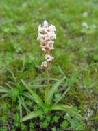 Image of Aletris pauciflora var. khasiana (Hook. fil.) F. T. Wang & Tang