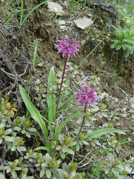 Image of Allium forrestii Diels