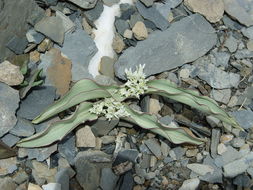 Image of Allium nanodes Airy Shaw