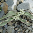 Image de Allium nanodes Airy Shaw