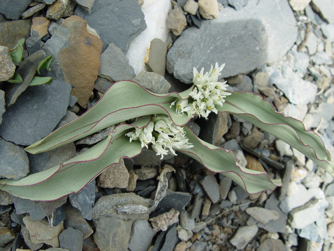 Image of Allium nanodes Airy Shaw