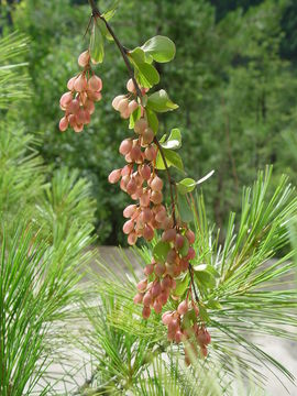 Imagem de Berberis jamesiana Forrest & W. W. Smith