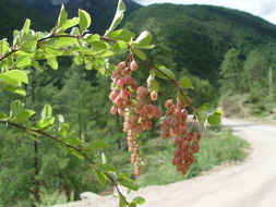 Image of Berberis jamesiana Forrest & W. W. Smith