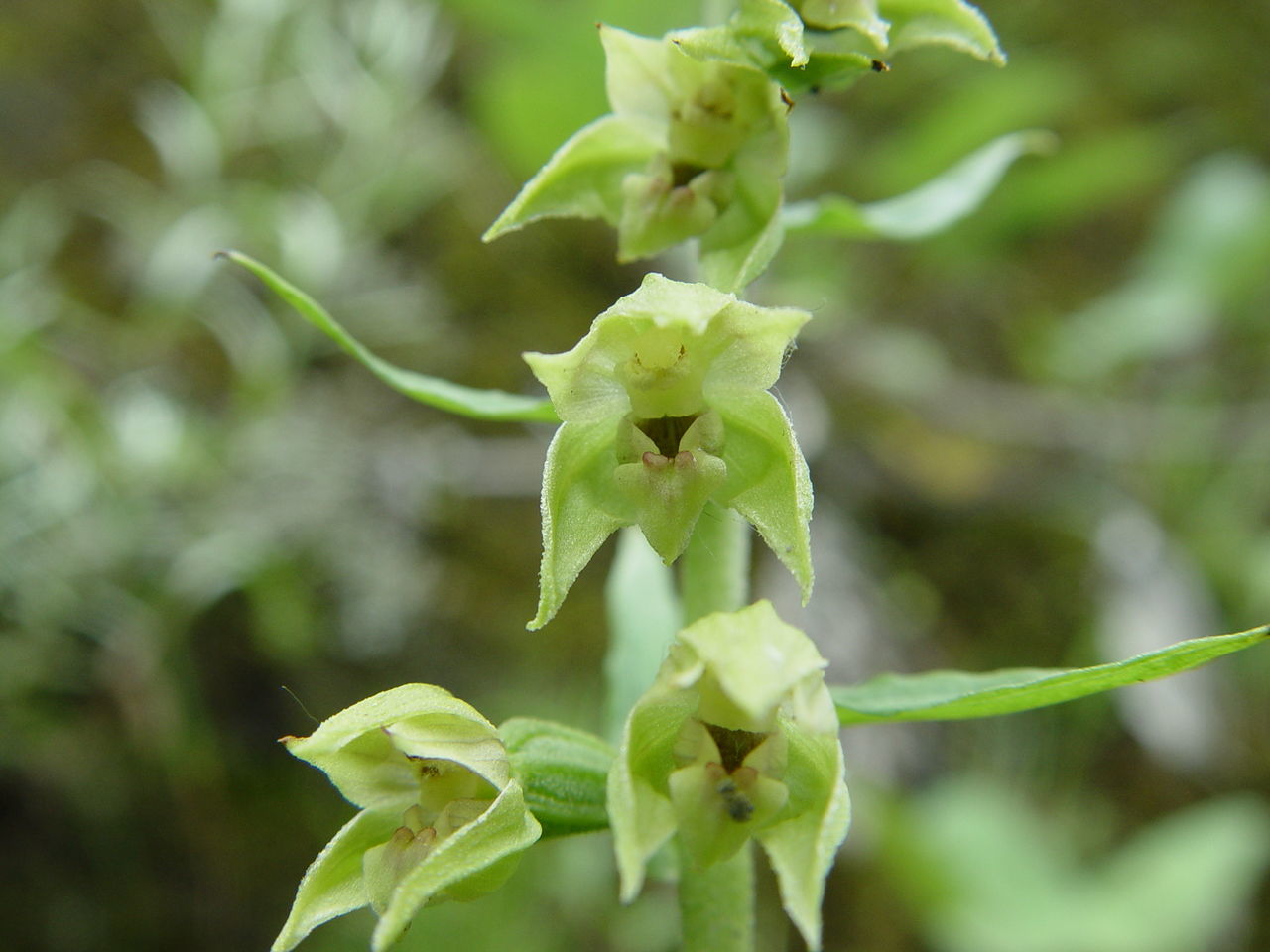 Image of Broad-leaved Helleborine