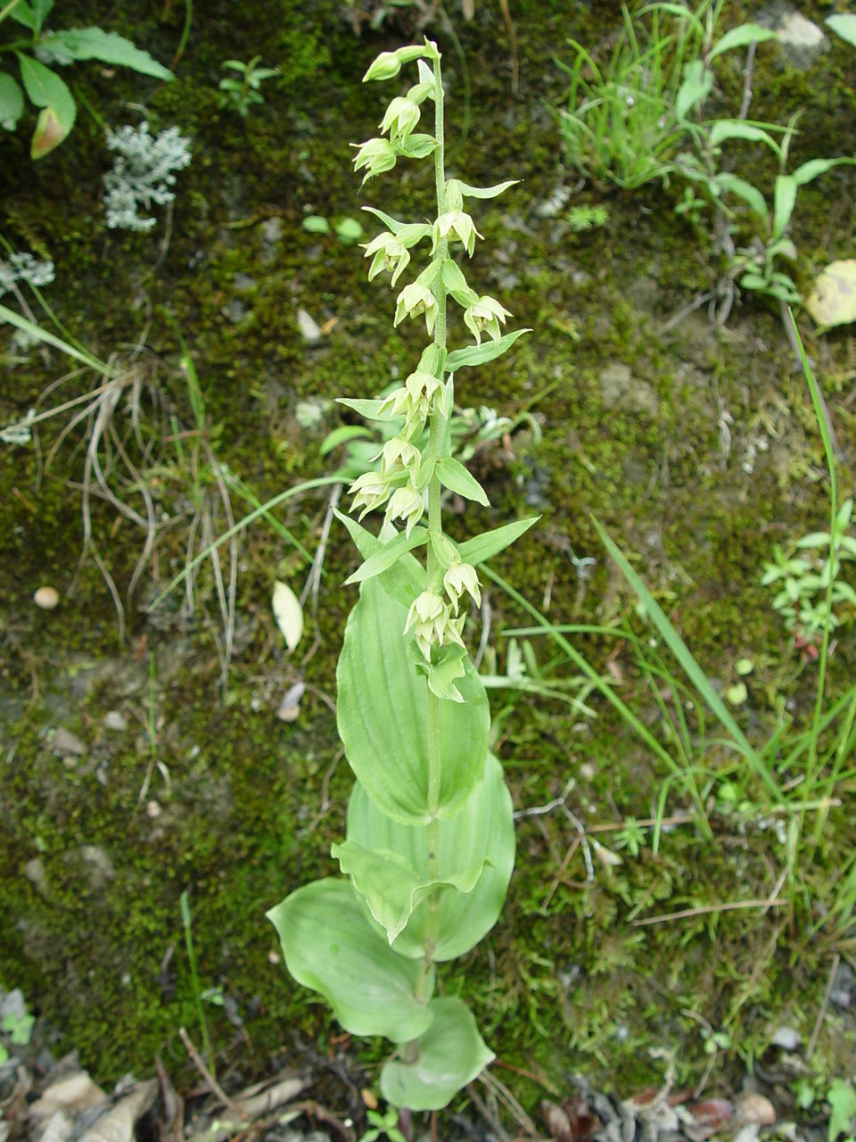 Image of Broad-leaved Helleborine