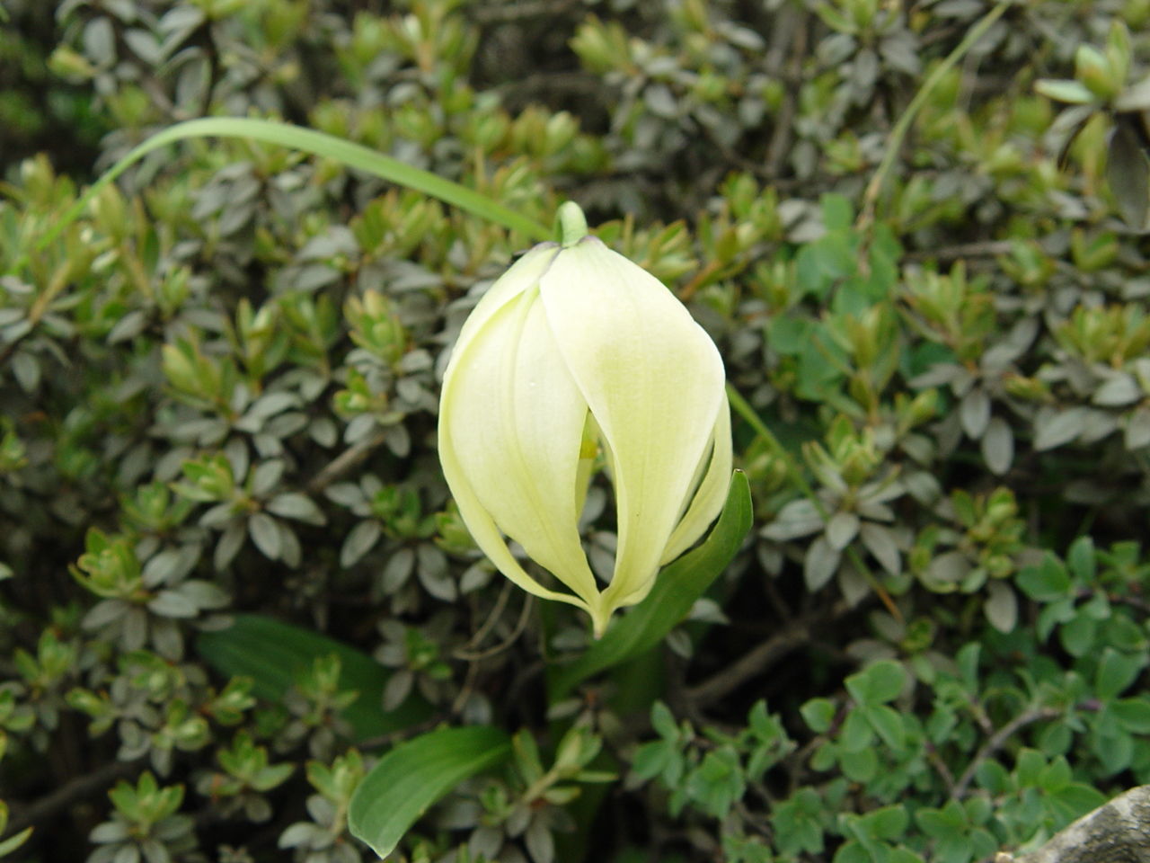 Image of Lilium lophophorum (Bureau & Franch.) Franch.