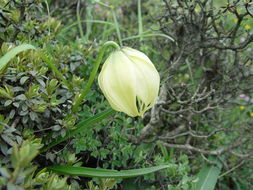 Image of Lilium lophophorum (Bureau & Franch.) Franch.