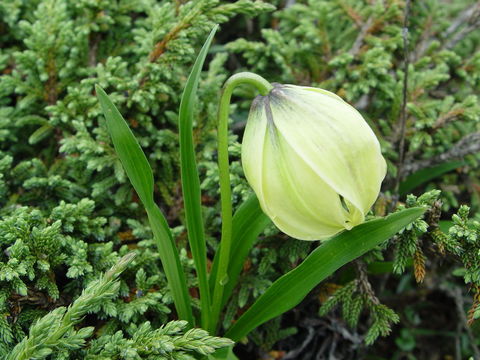 Image of Lilium lophophorum (Bureau & Franch.) Franch.