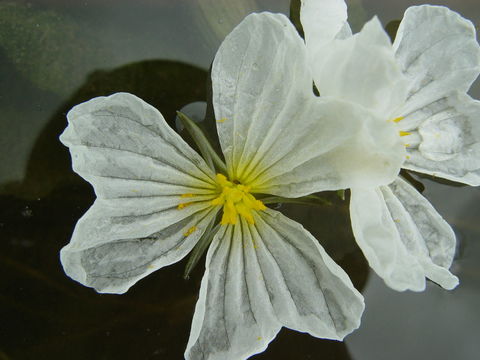 Image of Ottelia acuminata (Gagnep.) Dandy