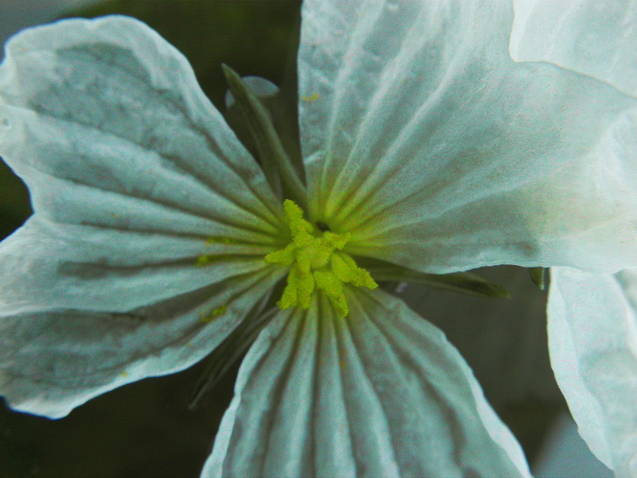 Plancia ëd Ottelia acuminata (Gagnep.) Dandy