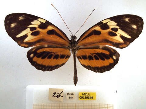 Image of Heliconiini