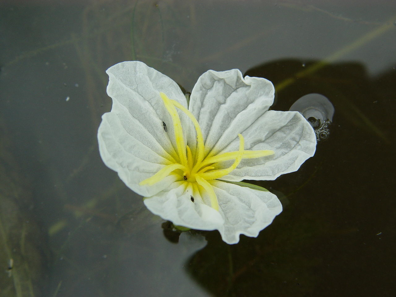 Plancia ëd Ottelia acuminata (Gagnep.) Dandy