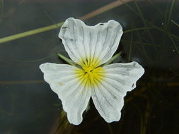 Plancia ëd Ottelia acuminata (Gagnep.) Dandy