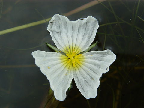 Image of Ottelia acuminata (Gagnep.) Dandy