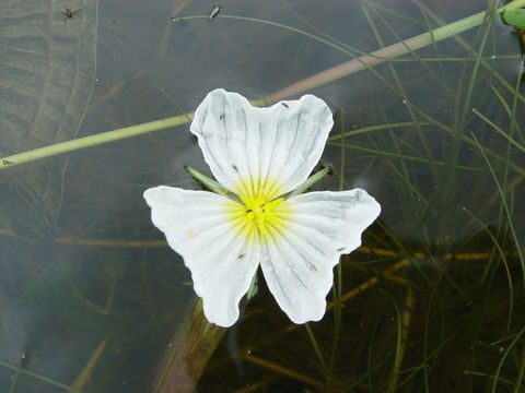 Image of Ottelia acuminata (Gagnep.) Dandy