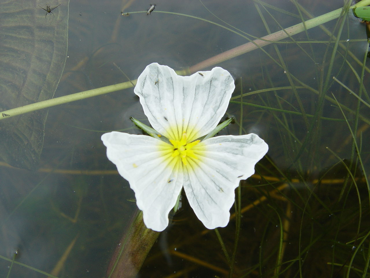 Plancia ëd Ottelia acuminata (Gagnep.) Dandy