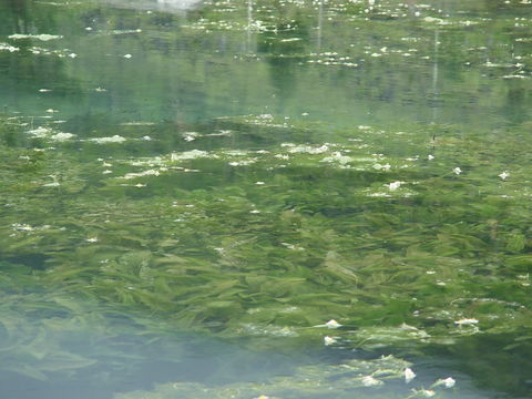 Image of Ottelia acuminata (Gagnep.) Dandy