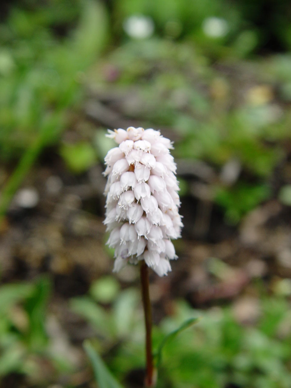 Image of <i>Polygonum macrophyllum</i> D. Don