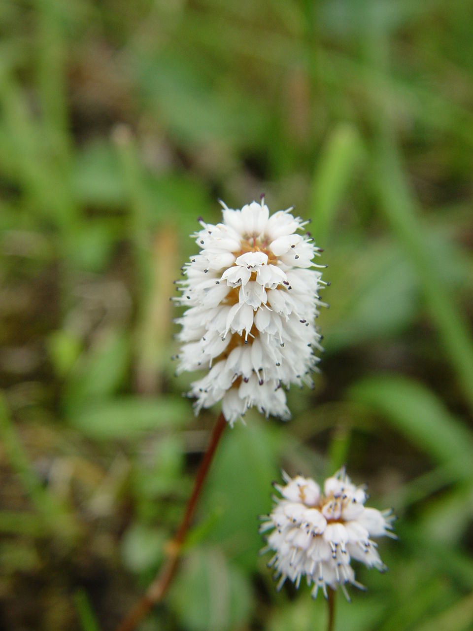 Image of <i>Polygonum macrophyllum</i> D. Don