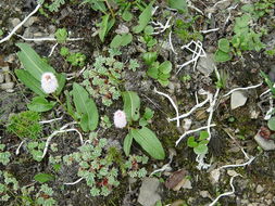 Image of <i>Polygonum macrophyllum</i> D. Don