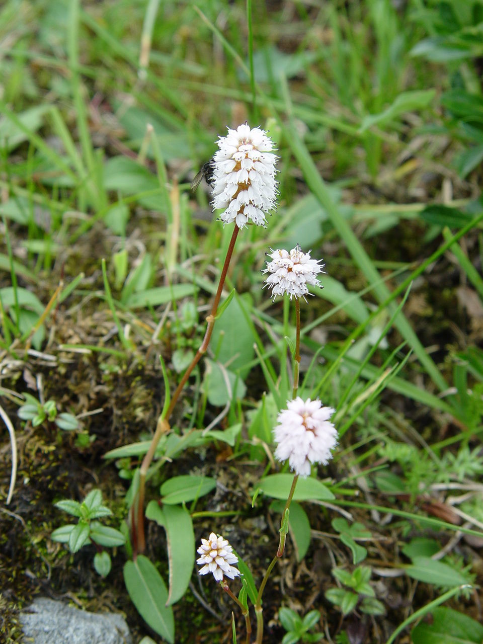 Image of <i>Polygonum macrophyllum</i> D. Don