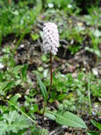 Image of <i>Polygonum macrophyllum</i> D. Don