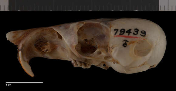 Image of Nelson's Kangaroo Rat