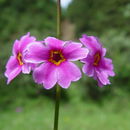 Image of Primula poissonii Franch.