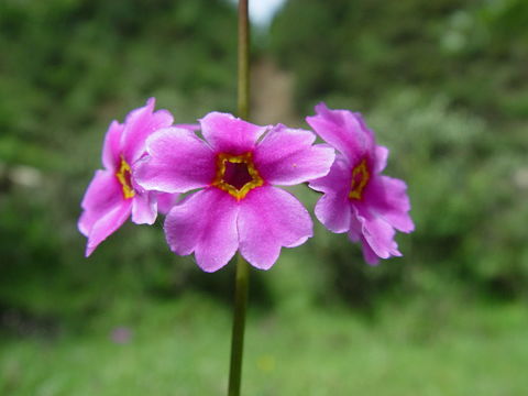 Слика од Primula poissonii Franch.