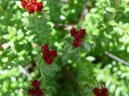 Image of Rhodiola crenulata (Hook. fil. & Thoms.) H. Ohba