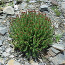 Image of Rhodiola crenulata (Hook. fil. & Thoms.) H. Ohba