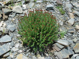 Image of Rhodiola crenulata (Hook. fil. & Thoms.) H. Ohba