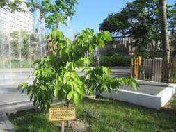 Image of Oroxylum