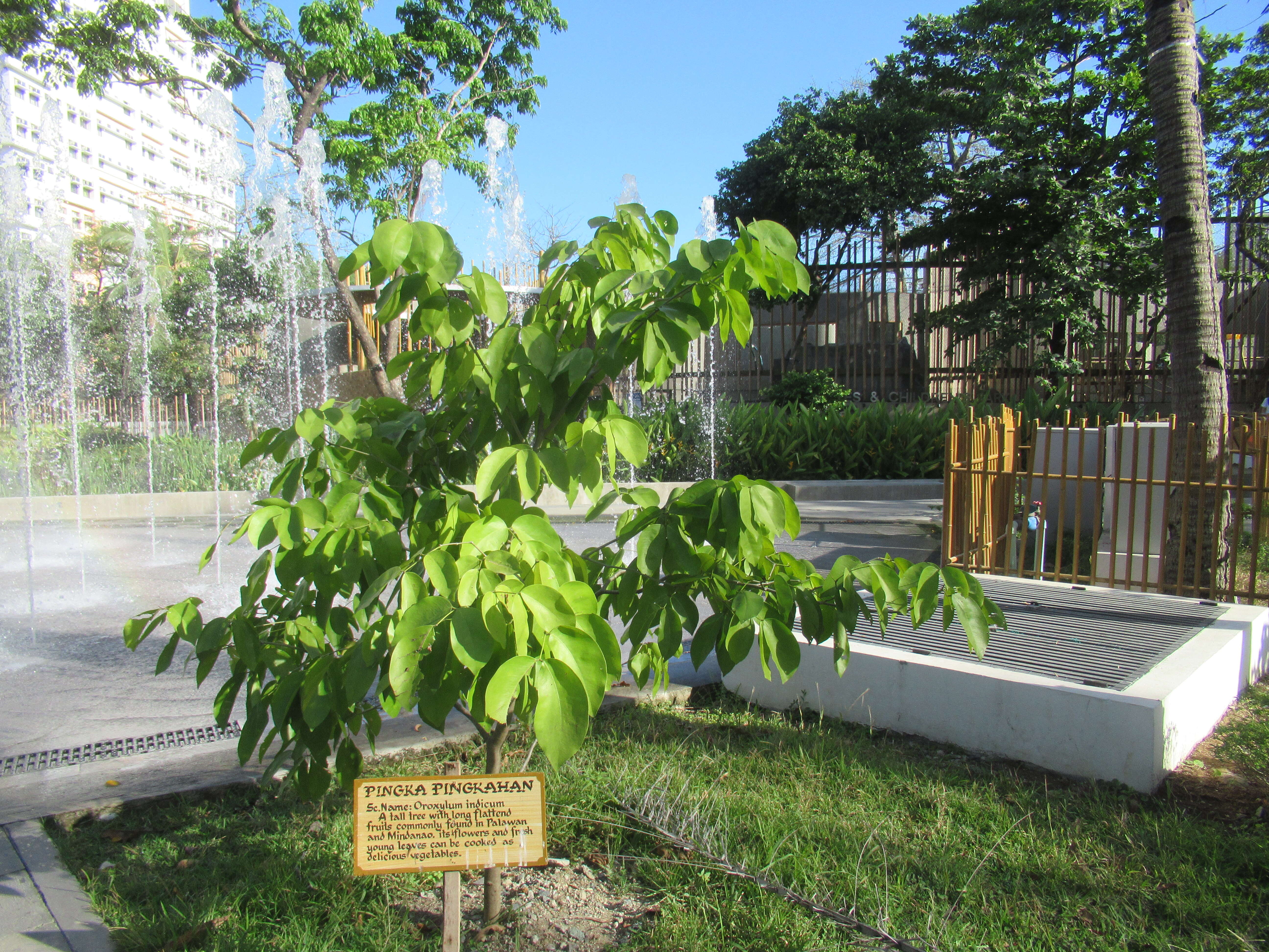 Image of Oroxylum