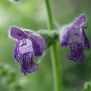 Salvia przewalskii Maxim. resmi