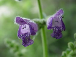 Salvia przewalskii Maxim. resmi