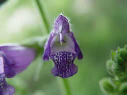 Salvia przewalskii Maxim. resmi