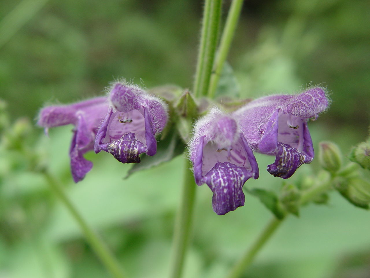 Salvia przewalskii Maxim. resmi