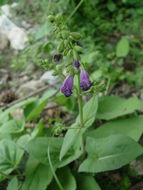 Salvia przewalskii Maxim. resmi