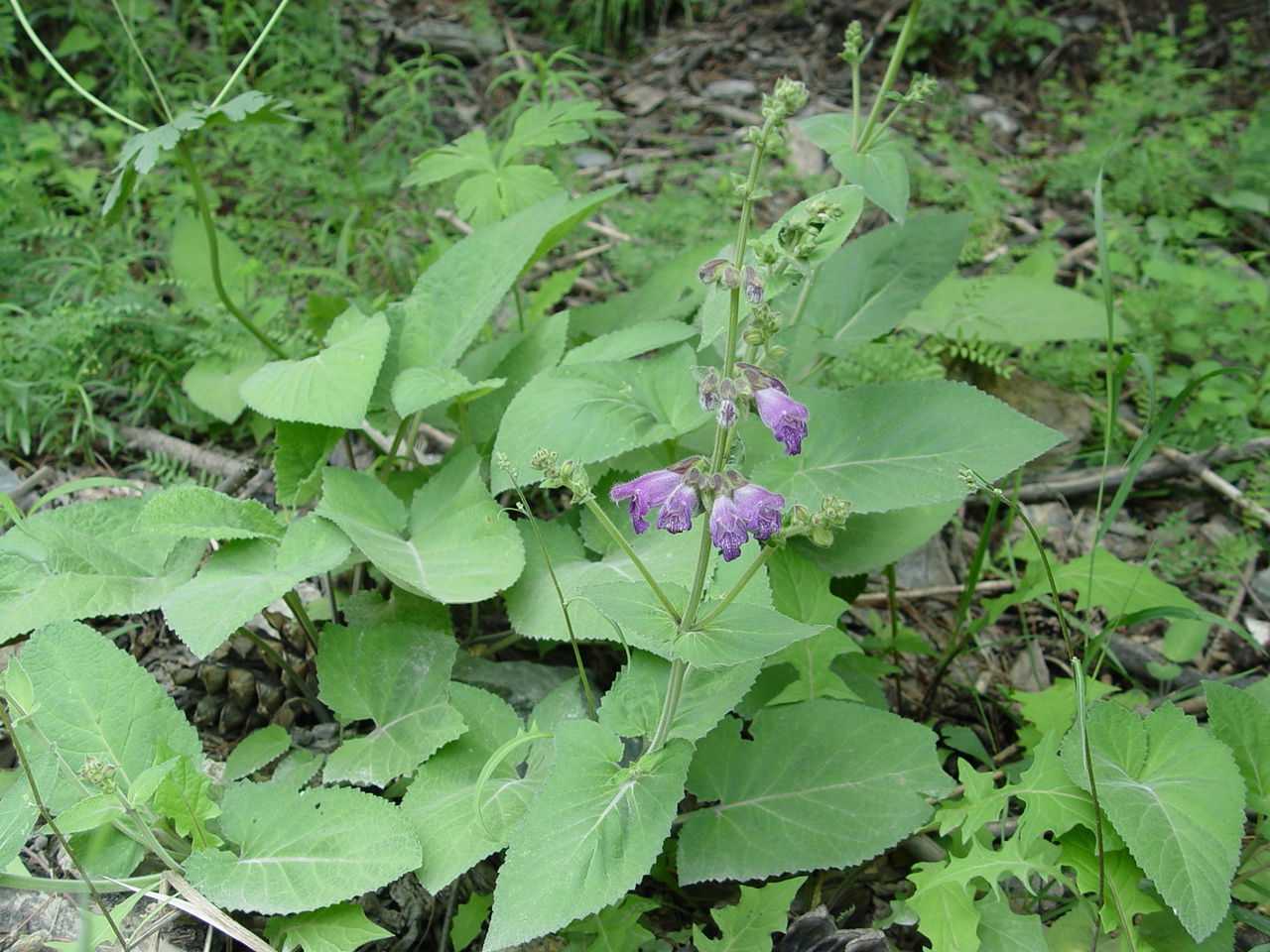 Image of Salvia przewalskii Maxim.