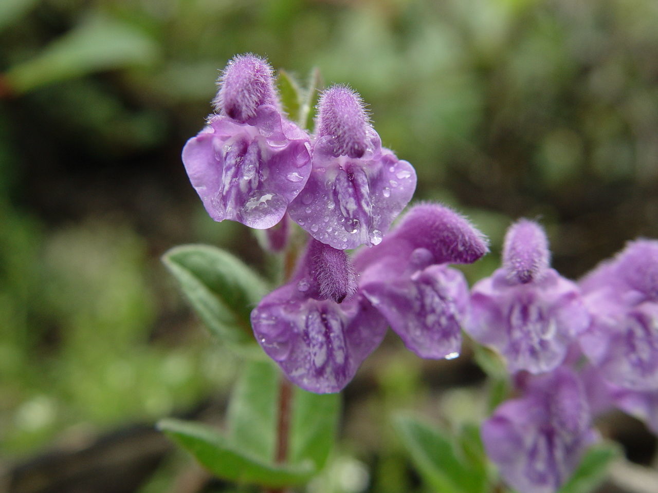 Scutellaria orthocalyx Hand.-Mazz.的圖片