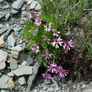 Image of <i>Silene davidii</i> (Franchet) Oxelman & Lideeen