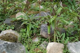 Imagem de Arisaema erubescens (Wall.) Schott